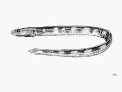 Image of Death-banded snake-eel
