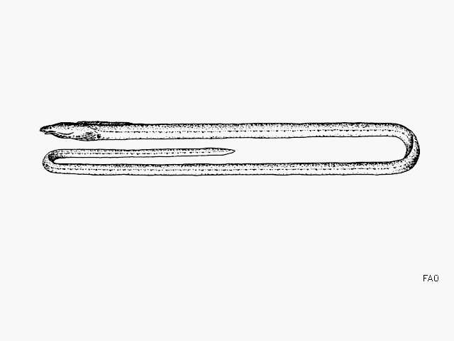 Image of Elastic eel