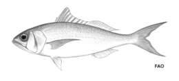 Image of Pale ruby snapper