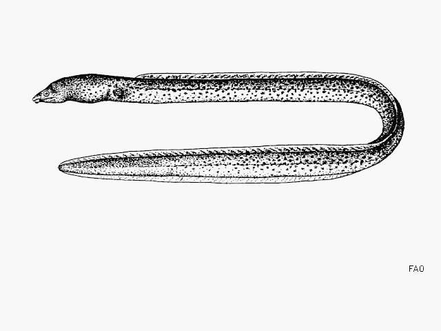 Image of Blunt-toothed snake eel