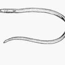 Image of Plain worm eel