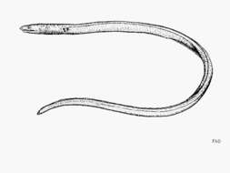 Image of Plain worm eel