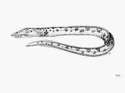 Image of Scytalichthys