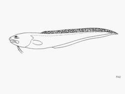 Lepophidium negropinna Hildebrand & Barton 1949的圖片