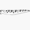 Image of Leopard cusk eel
