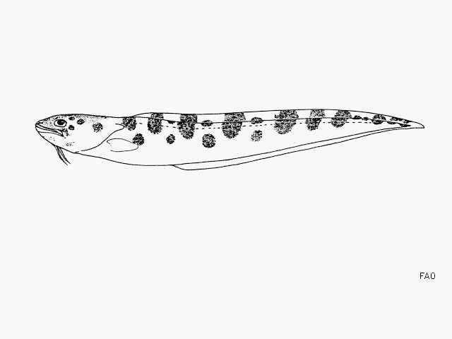 Image of Leopard cusk eel