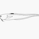 Image of Blotchfin cusk eel