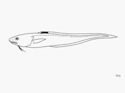 Image of Blotchfin cusk eel