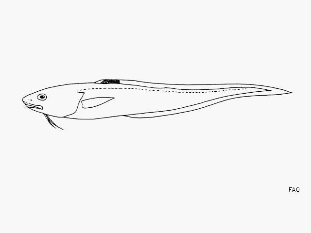 Image of Blotchfin cusk eel