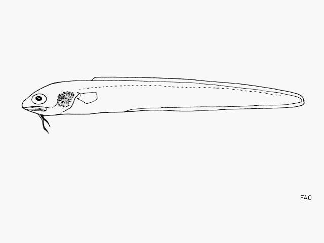 Image of Earspot cusk eel