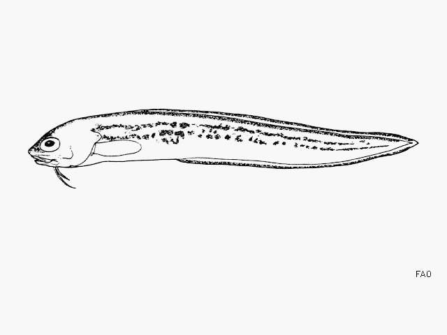 Image of Spotfin cusk-eel