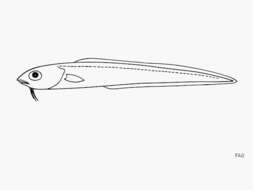 Image of Brighteye cusk-eel