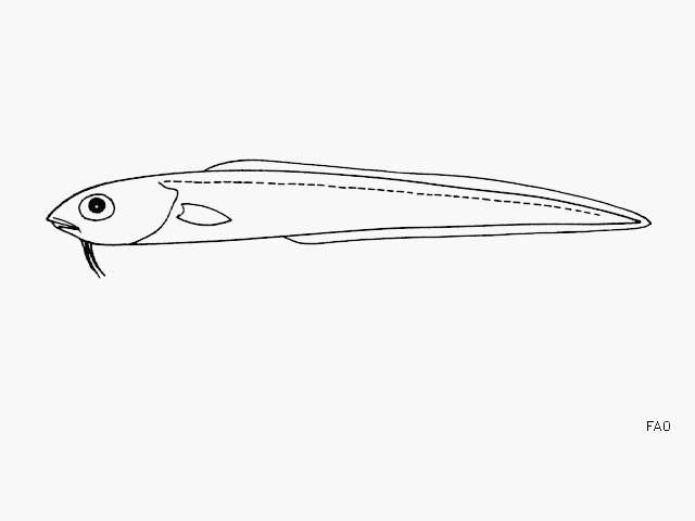 Image of Brighteye cusk-eel