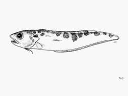 Image of Bighead cusk eel
