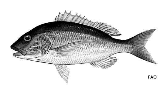 Image of Lipocheilus