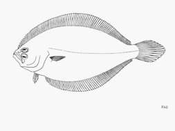 Citharichthys gilberti Jenkins & Evermann 1889 resmi