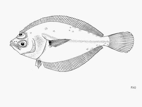 Image of Citharichthys