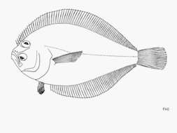 Citharichthys platophrys Gilbert 1891 resmi