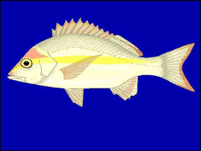 Image of Yellow-banded snapper