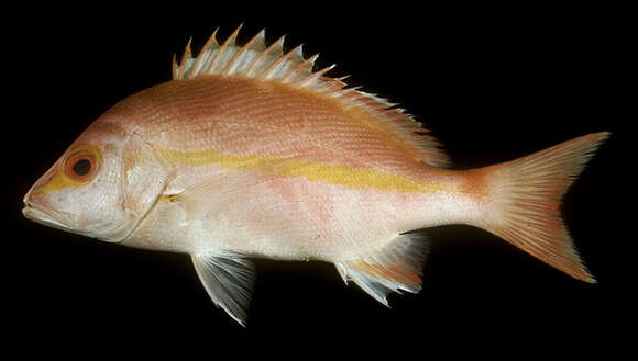 Image of Yellow-banded snapper