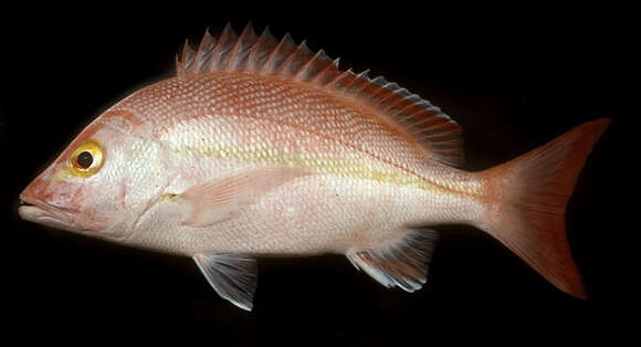 Image of Yellow-banded snapper