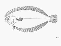 Image of God&#39;s flounder