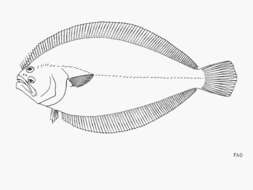 Image of Toothed flounder