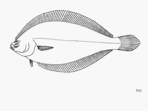 Image of Sole flounder