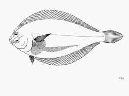Image of Peruvian flounder