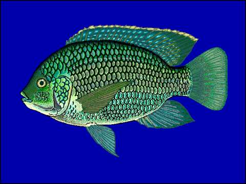 Image of Greenhead Tilapia