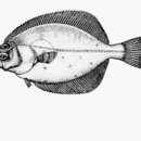 Image of Bigeye flounder