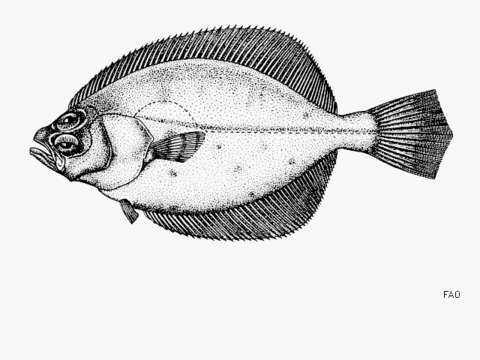 Image of Bigeye flounder