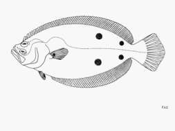 Image of Foureye flounder