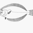 Sivun Paralichthys aestuarius Gilbert & Scofield 1898 kuva