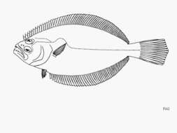 Plancia ëd Paralichthys aestuarius Gilbert & Scofield 1898