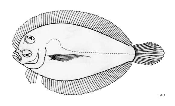 Image of Olive wide-eyed flounder