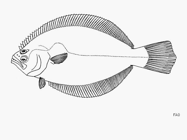 Plancia ëd Paralichthys woolmani Jordan & Williams 1897