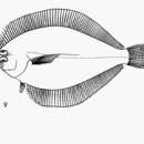 Image of Longfin flounder