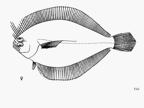 Image of Longfin flounder