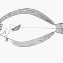 Image of Oval flounder