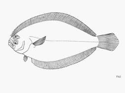 Image of Oval flounder