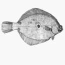 Image of Ocellated turbot