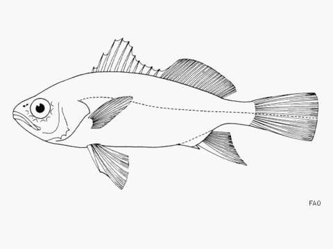 Image of Swordpsine croaker