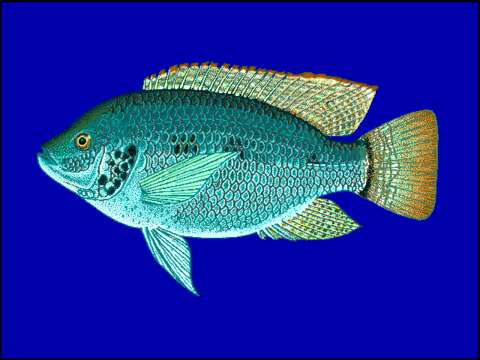 Image of Threespot Tilapia