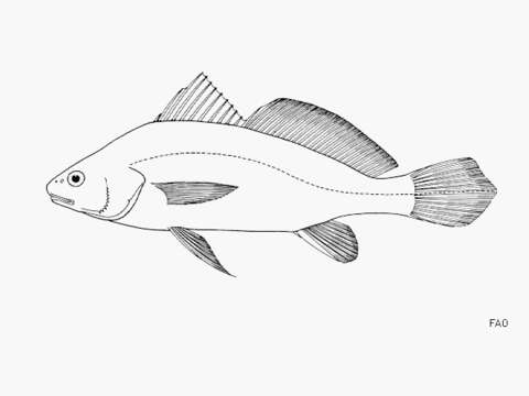 Image of Blinkard croaker