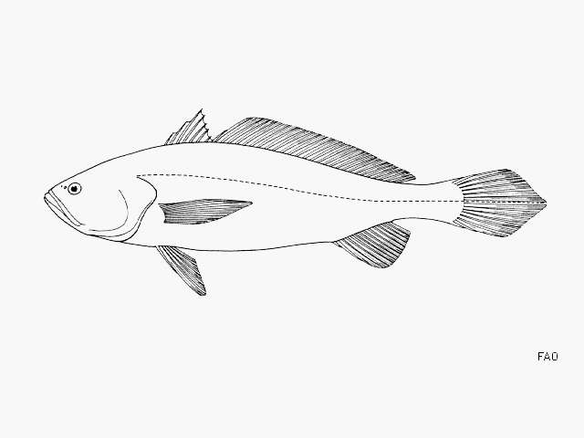 Image of Pacific smalleye croaker