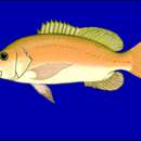 Image of African Cubera Snapper