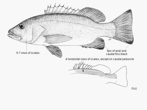 Image of African Cubera Snapper