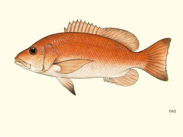 Image of African Cubera Snapper