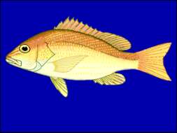 Image of Ambiguous snapper